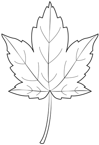 Sycamore Leaf Coloring Page